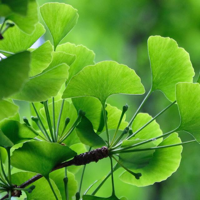 Ginkgo Leaf Extract
